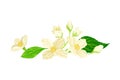 Jasmine White Fragrant Flowers with Green Leaves Closeup View Vector Illustration