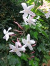 Jasmines in spring Royalty Free Stock Photo