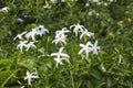 Jasminum azoricum in bloom Royalty Free Stock Photo