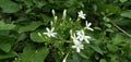 Jasminum fluminense Vell ,Jazmin De Trapo