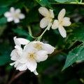 Jasminum grandiflorum, also known variously as the Spanish jasmine, Royal jasmine, Catalonian jasmine