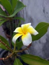 Jasminum grandiflorum Bloom