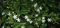 Jasminum grandiflorum || Jasminum fluminense Vell