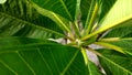 Jasminum grandiflorum Leaf