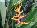 Beautiful orange Jasminum Heliconia