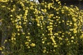 Jasminum mesnyi in bloom