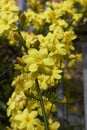 Jasminum mesnyi in bloom