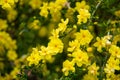 Jasminum mesnyi that blooms many yellow flowers in the garden.