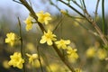 Jasminum mesnyi flowers.