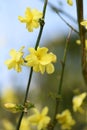 Jasminum mesnyi flowers.