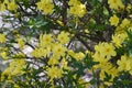 Jasminum mesnyi flowers.