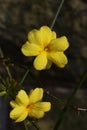 Jasminum mesnyi