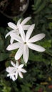 Jasminum multiflorum, commonly known as star jasmine closeup view for multipurpose use