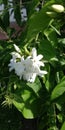 Jasminum multiflorum & x28;Star Jasmine& x29;Gata Pichcha