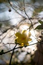 Jasminum nudiflorum jazmin yellow flower in the sun