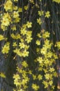 Jasminum nudiflorum shrub in bloom