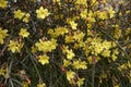 Yellow blossom of Jasminum nudiflorum