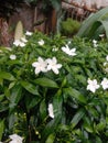 Jasminum officinale