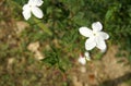 Jasminum officinale: precous perfume ingredient