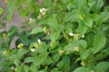 SouthAsian White Jasmine