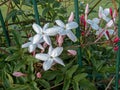 Jasminum polyanthum or many-flowered jasmine flowers on the garden fence
