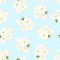 Jasminum sambac - Arabian Jasmine on Light Blue Background. Vector Illustration