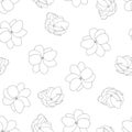 Jasminum sambac - Arabian Jasmine Outline Seamless Background. Vector Illustration