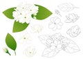 Jasminum sambac - Arabian jasmine Outline. Vector Illustration. isolated on White Background.