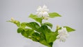 Jasminum sambac - Arabian jasmine - is a species of native to a small region in the eastern Himalayas in Bhutan and neighbouring