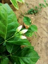 Jasminum sambac - Arabian jasmine or Sambac jasmine