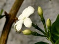 Jasminum sambac flower, closeup