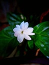 Jasminum sambac flower Royalty Free Stock Photo