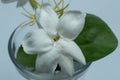 Jasminum sambac Indonesian: melati putih is one of the three national flowers in Indonesia.