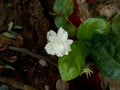 Jasminum sambac or mogra or Arabian jasmine flower and leaves