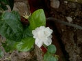 Jasminum sambac or mogra or Arabian jasmine flower and leaves