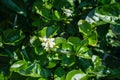 Jasminum sambac oleacea, arabic jasmin flower