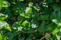 Jasminum sambac oleacea, arabic jasmin flower