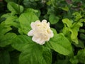 Jasminum sambac plants have fragrant flowers