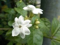 Jasminum sambac white flowers closeups