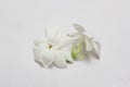 Jasminum on a white background Royalty Free Stock Photo