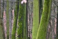 Jasmund National Park primeval forest Royalty Free Stock Photo