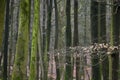 Jasmund National Park primeval forest Royalty Free Stock Photo