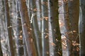 Jasmund National Park primeval forest Royalty Free Stock Photo
