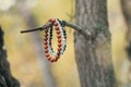 Jasper and agate bracelets hang on a tree branch in autumn forest, close-up. Royalty Free Stock Photo
