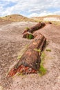 Jasper Forest - Petrified Forest National Park