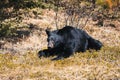 Jasper National Park, Alberta, Canada, black bear wanders, Travel Alberta, Canadian Rockies, Icefields parkway, Maligne Lake, Royalty Free Stock Photo