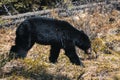 Jasper National Park, Alberta, Canada, black bear wanders, Travel Alberta, Canadian Rockies, Icefields parkway, Maligne Lake, Royalty Free Stock Photo