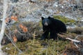Jasper National Park, Alberta, Canada, black bear wanders, Travel Alberta, Canadian Rockies, Icefields parkway, Maligne Lake, Royalty Free Stock Photo