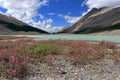 Jasper National Park, Canadian Rocky Mountains, Blooming Fireweed at Glacial Sunwapta Lake, Athabasca Glacier, Alberta, Canada Royalty Free Stock Photo