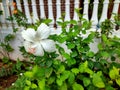 Jaswand Flower | Beautiful White Hibiscus Flower | Flowering Plants Royalty Free Stock Photo